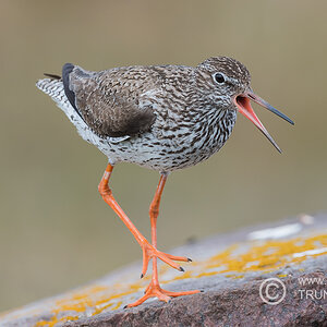 Rotschenkel, D500, AFS 4/600mm VR + 1,4x Konv., ISO 400, 1/750sec, Bl.8