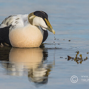 Eiderente, D500, AFS 4/600mm, ISO 200, Bl. 5,6, 1/2000sec.