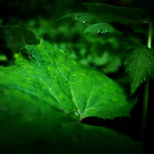 leaves