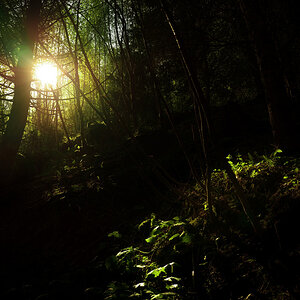wood