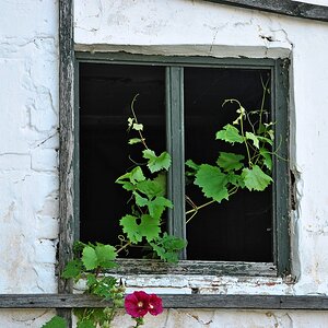 Fenster mit Wein1