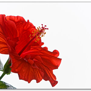 Hibiskus High-Key V2