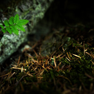 youngtree