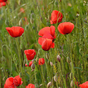 DSC 1117 Mohn