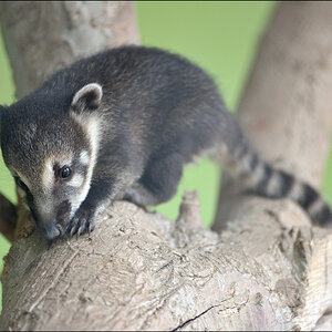 SuriPZ1 5068