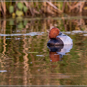 20160506 1185 [NIKON D500] 500 mm,1 250 Sek. bei ƒ   4,0