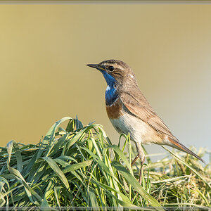 20160506 1479 [NIKON D500] 700 mm,1 1250 Sek. bei ƒ   6,3