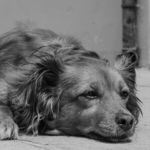 Hund - Venedig