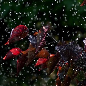 regen www (5)