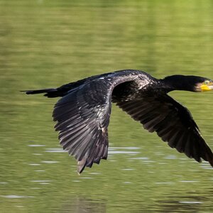 Kormoran (1 von 1) 3