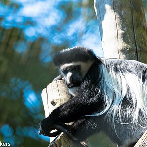 Nikon D 750 mit Sigma 150 - 600 mm im Krefelder Zoo aufgenommen