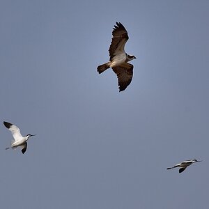 2016 06309