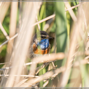 20160507 1605 [NIKON D500] 700 mm,1 1250 Sek. bei ƒ   5,6