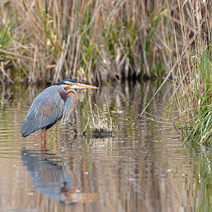 DSC 1431 Kopu