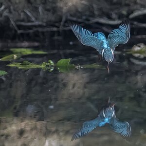 1200Eisvogel H.W.Domnik 0815