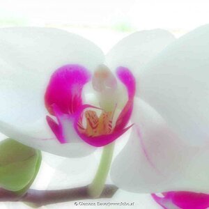 Orchideenblüte in weiß. Mehr gibts auf www.fobo.at