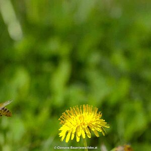 Biene fliegt weg. Mehr gibts auf www.fobo.at