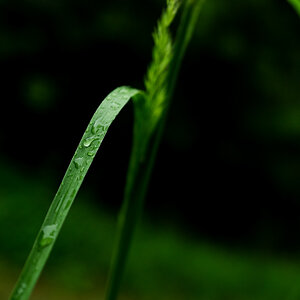 drops