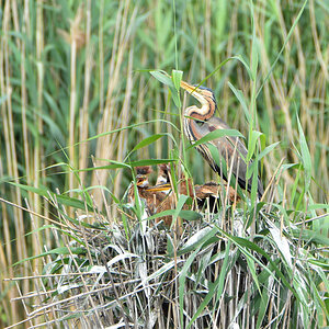 DSC 2020 Purpur