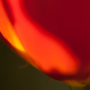Tulpe