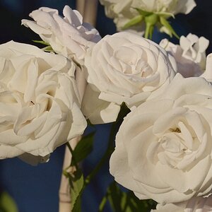 Fast weisse Rose 2
