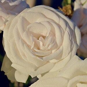 Fast weisse Rose