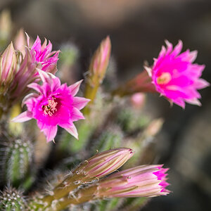 Kaktusblüten