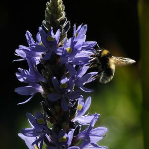Hechtkraut mit Hummel