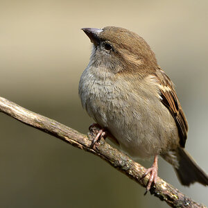 DSC 0831 Spatz