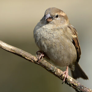 DSC 0832 Spatz