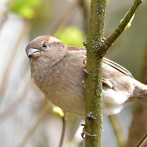 DSC 1039 Spatz