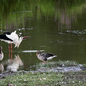 k neulich Abend am Teich 3 0280