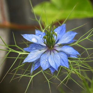 Die ist blau