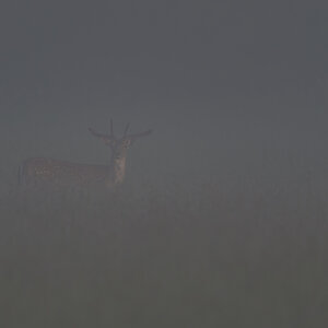 damwild 01