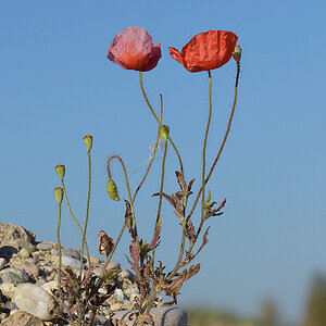 Mohnblume 2