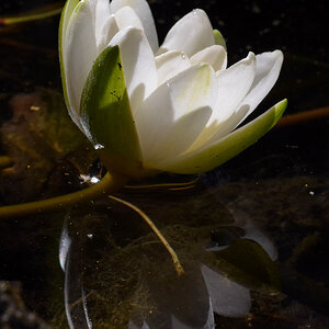 Seerose 4