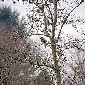 D75 1268 Bussard Original 150 600