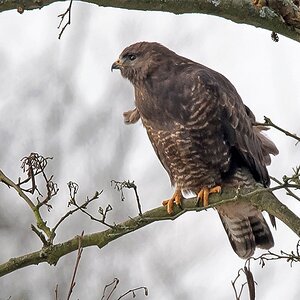D75 1268 Bussard 100 Prozent 150 600