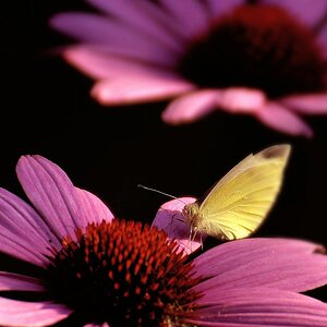 Ende August Falter auf Echinacea