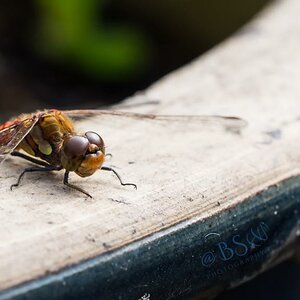 Libelle