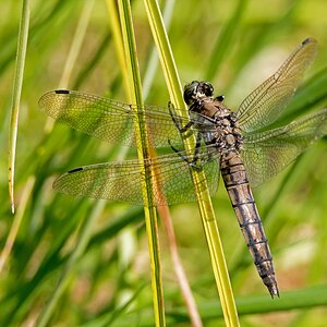 D50 1210 schwarze Libelle IIA 8 2016