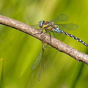 D50 1216 Libellentreffen II B 8 2016