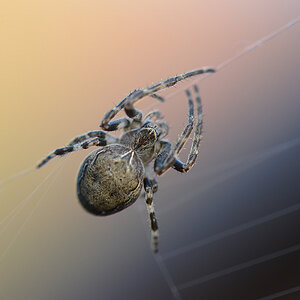 Spinne im Licht
