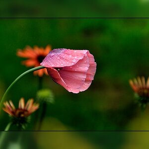 Mohn im Regen