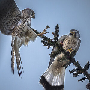 Turmfalke mit Beute Wilfried Gölz 265