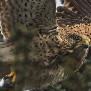 Turmfalke Wilfried Gölz 887