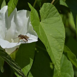 Insekt auf weisser Blume b