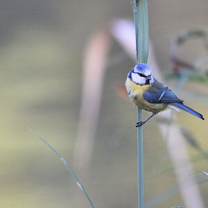 Blaumeise 052016