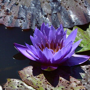 Blaue Seerose 2