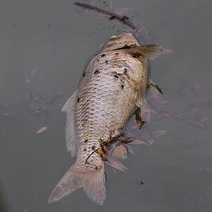 Dead fish don`t talk